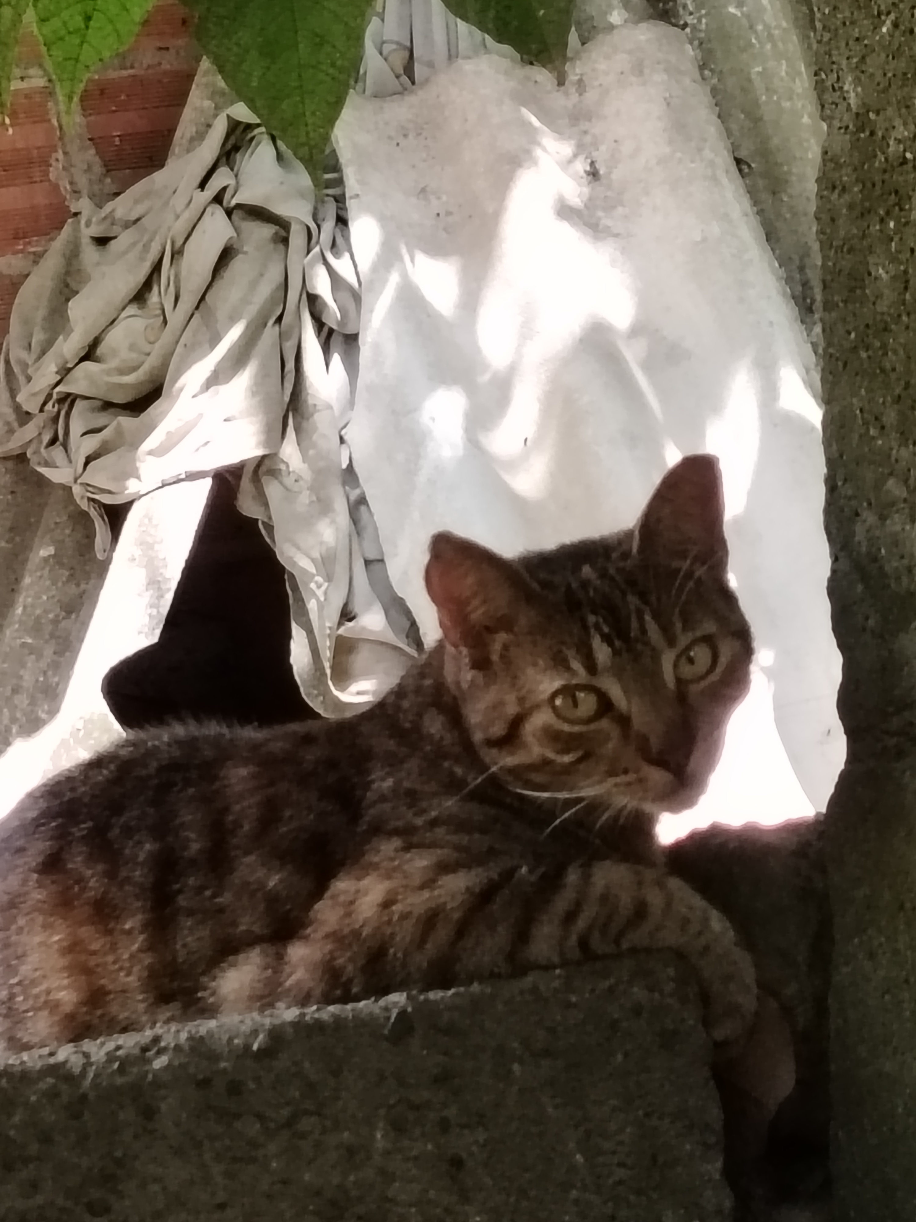 🐱 Noticias Puerto Araujo | Un guardián silencioso del campo