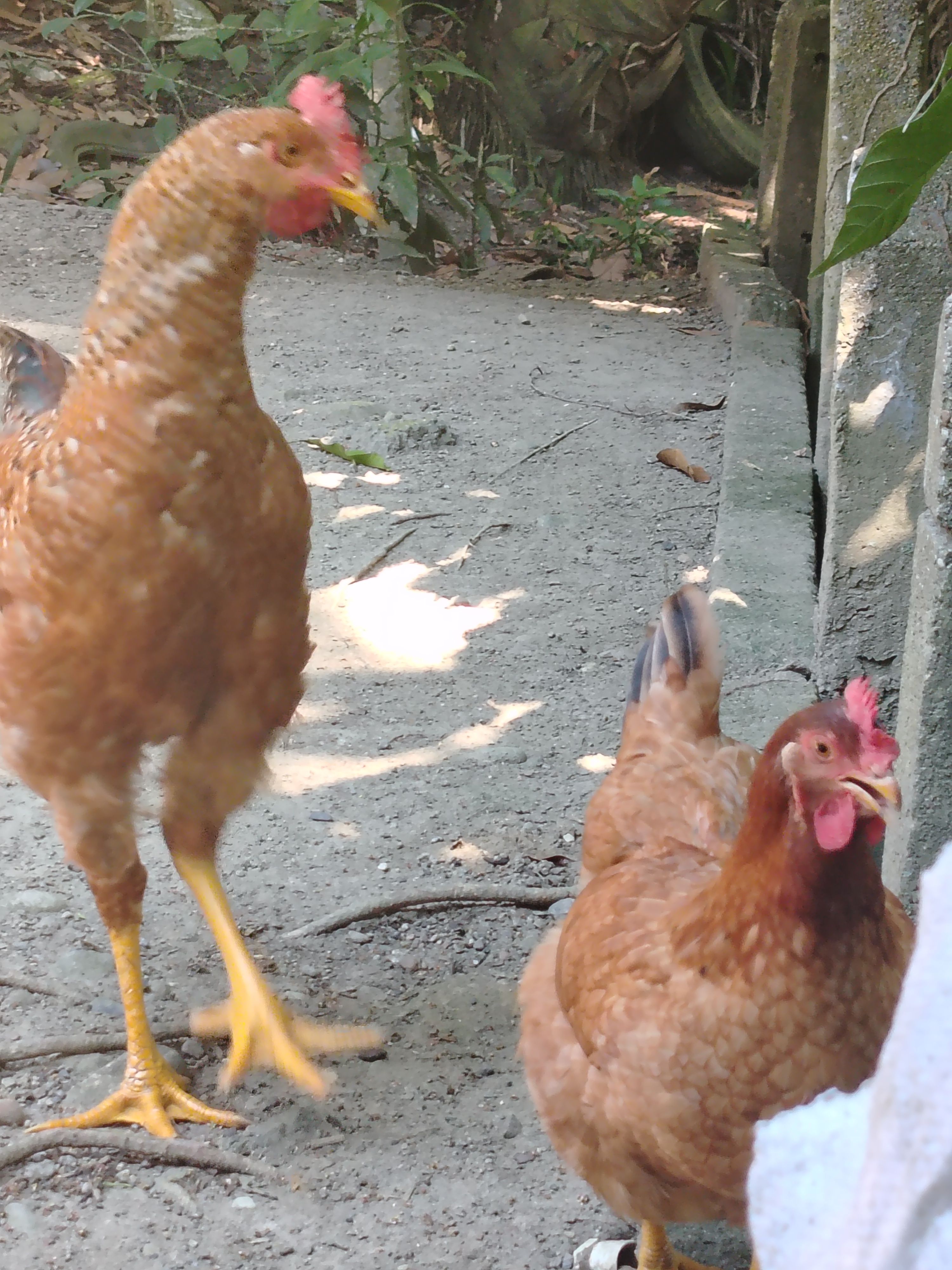 🌾 Noticias Puerto Araujo | El campo, la riqueza que nos alimenta